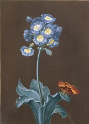 Primula Auricula with Moth
